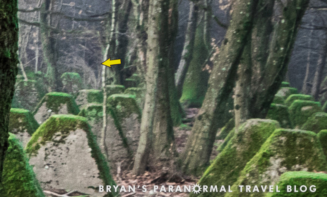 shadow figure in forest
